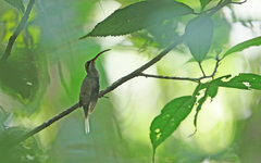 Phaethornis hispidus