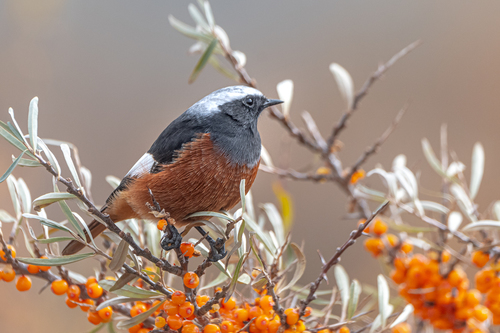 White-winged Redstart, Kosh-Agachskiy rayon, Gorno-Altay, Russia, photo 9 of 10