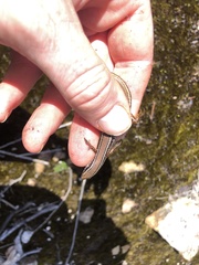 Ctenotus labillardieri