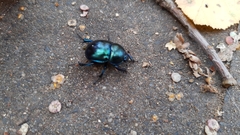 Trypocopris vernalis