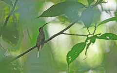 Phaethornis hispidus