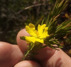 Hibbertia stricta