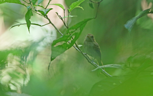 Brownish Twistwing (Cnipodectes subbrunneus), photo 7