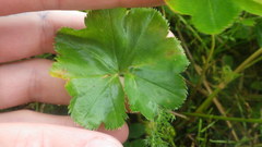 Alchemilla glomerulans