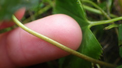 Alchemilla glomerulans