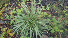 Plantago maritima maritima
