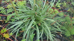 Plantago maritima maritima