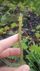 Plantago maritima maritima