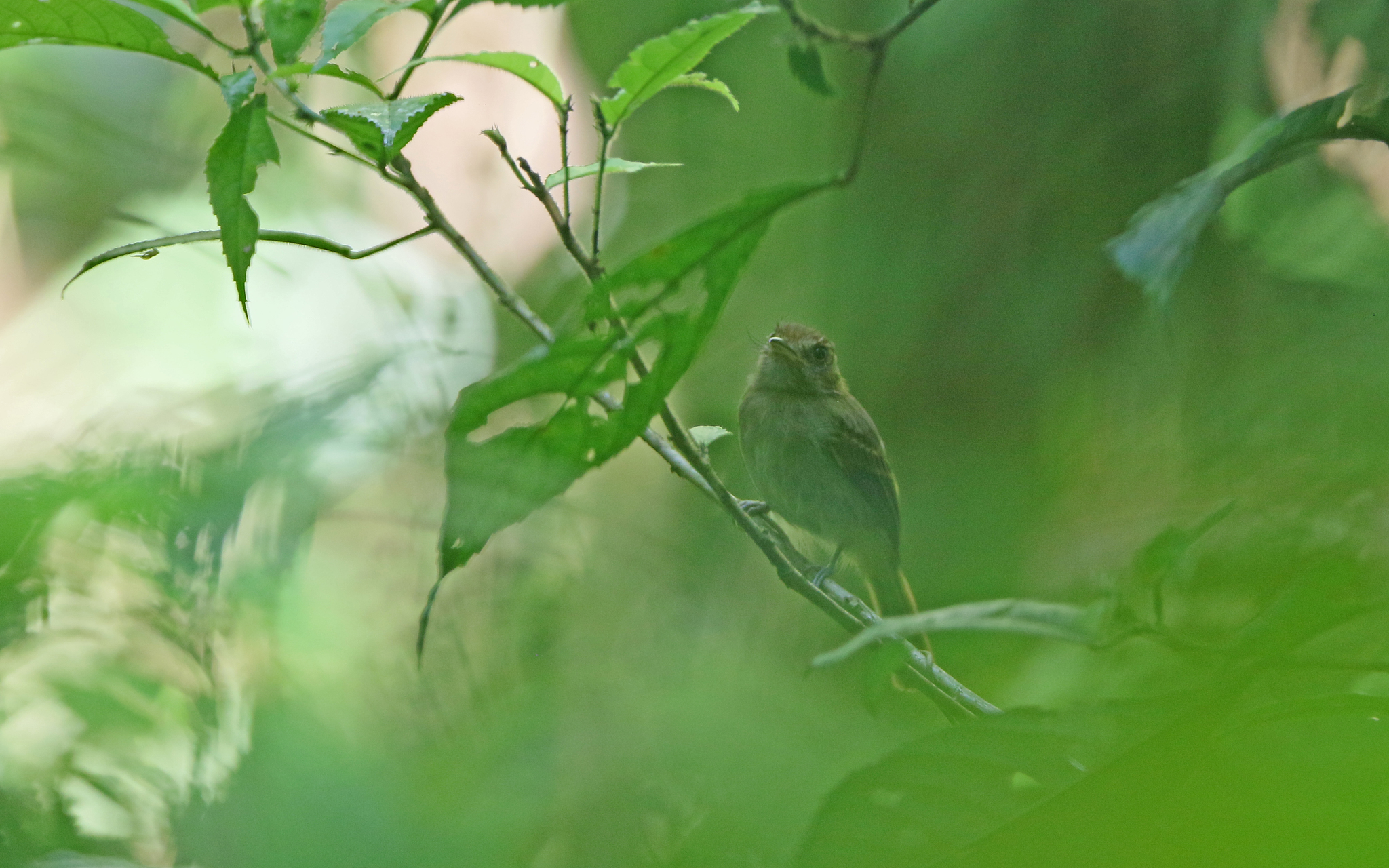 Brownish Twistwing (Cnipodectes subbrunneus), photo 3