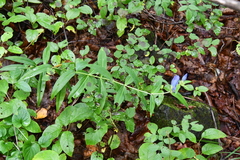 Gentiana triflora