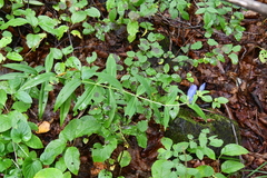 Gentiana triflora
