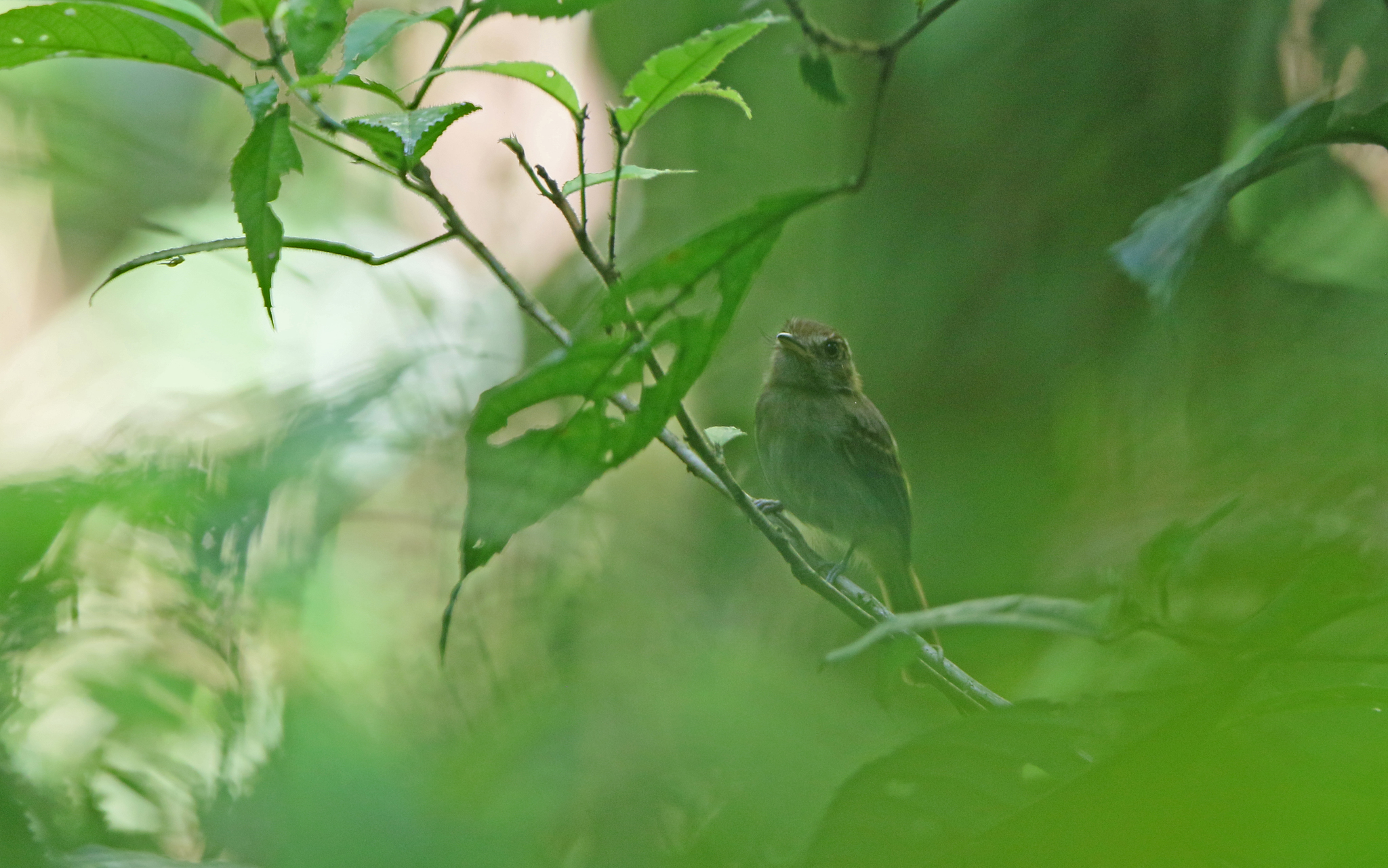 Brownish Twistwing (Cnipodectes subbrunneus), photo 6