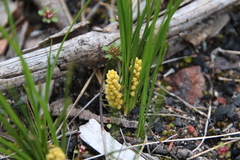 Lomandra caespitosa