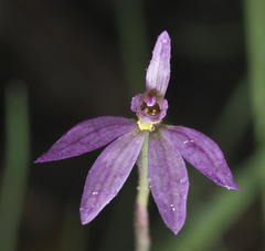 Caladenia campbellii