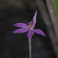 Caladenia campbellii