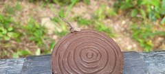 Pyrops candelaria