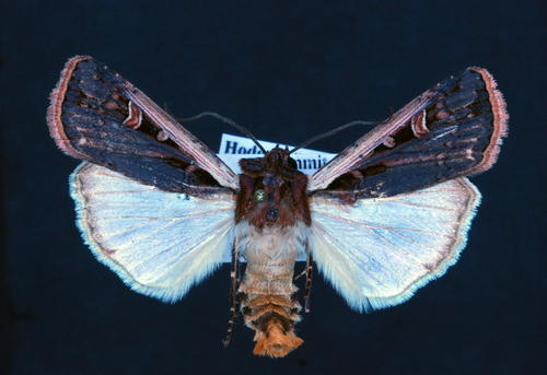 Striacosta albicosta