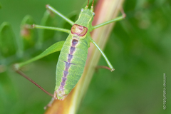 Leptophyes laticauda