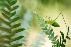 Leptophyes laticauda