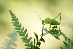 Leptophyes laticauda