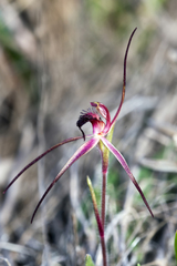Caladenia caudata