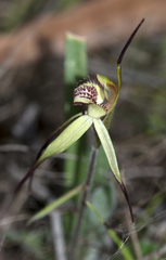 Caladenia caudata