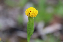 Podotheca gnaphalioides