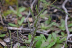 Podotheca gnaphalioides
