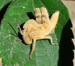 Abisares viridipennis