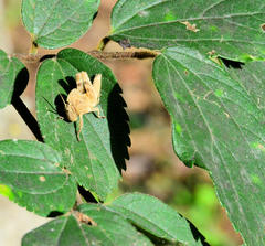 Abisares viridipennis