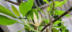 Magnolia × alba