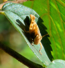 Abisares viridipennis