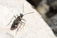 Macrosaldula variabilis