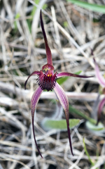 Caladenia caudata