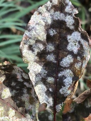 Podosphaera clandestina