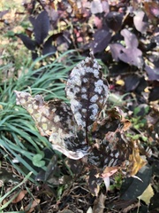 Podosphaera clandestina