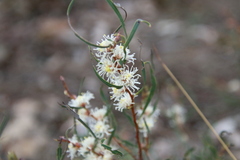 Hakea stenocarpa