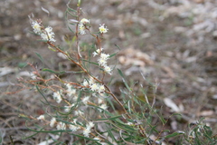 Hakea stenocarpa