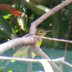 Anthreptes malacensis