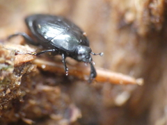 Saprininae