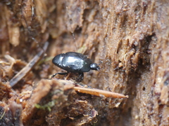 Saprininae