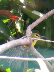 Anthreptes malacensis