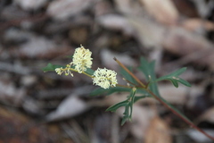 Grevillea synapheae
