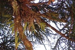 Plectorrhiza tridentata