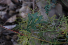 Grevillea synapheae