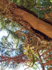 Plectorrhiza tridentata