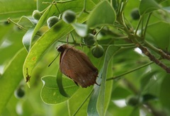 Charaxes bernardus