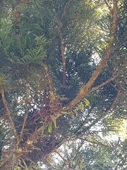 Plectorrhiza tridentata