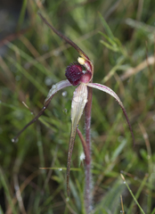 Caladenia dienema