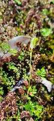 Pterostylis crispula
